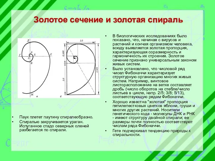 Золотое сечение и золотая спираль В биологических исследованиях было показано,