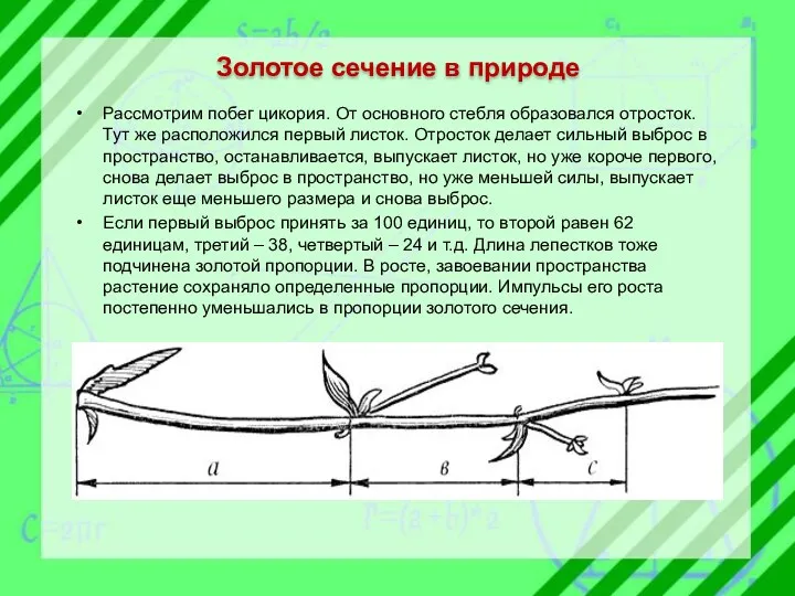 Рассмотрим побег цикория. От основного стебля образовался отросток. Тут же