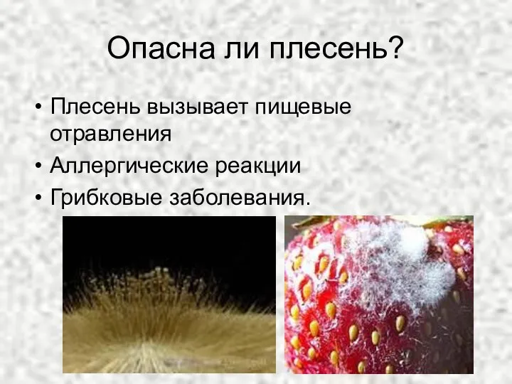 Опасна ли плесень? Плесень вызывает пищевые отравления Аллергические реакции Грибковые заболевания.