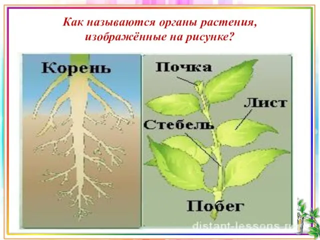Как называются органы растения, изображённые на рисунке?