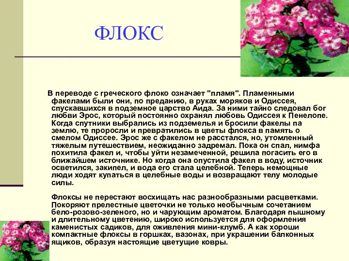 ФЛОКС В переводе с греческого флоко означает "пламя". Пламенными факелами