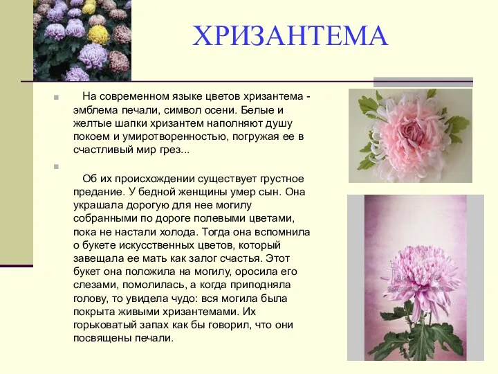 ХРИЗАНТЕМА На современном языке цветов хризантема - эмблема печали, символ