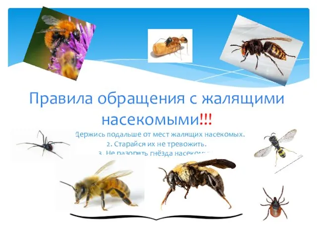 Правила обращения с жалящими насекомыми!!! 1. Держись подальше от мест