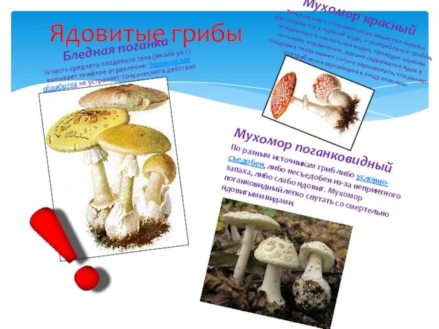 Ядовитые грибы Бледная поганка ¼ часть среднего плодового тела (около