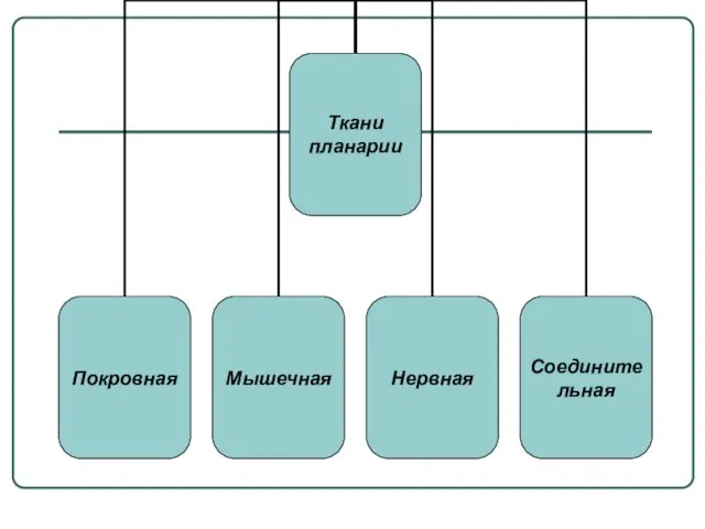 Ткани планарии