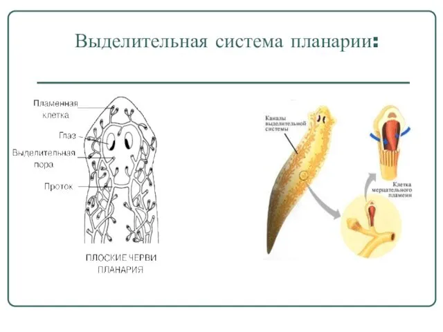 Выделительная система планарии: