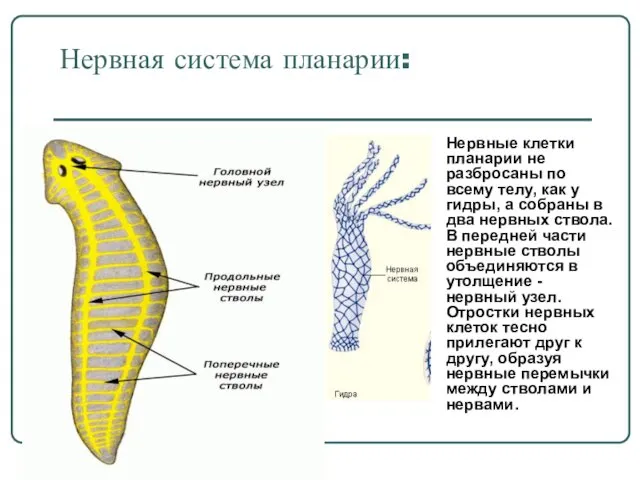 Нервная система планарии: Нервные клетки планарии не разбросаны по всему