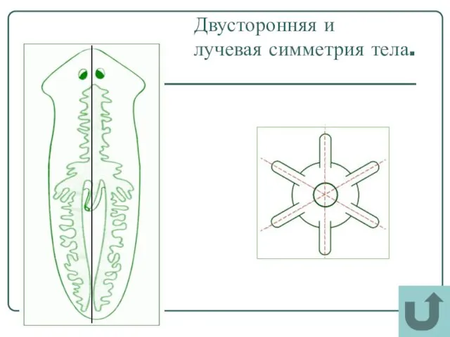 Двусторонняя и лучевая симметрия тела.