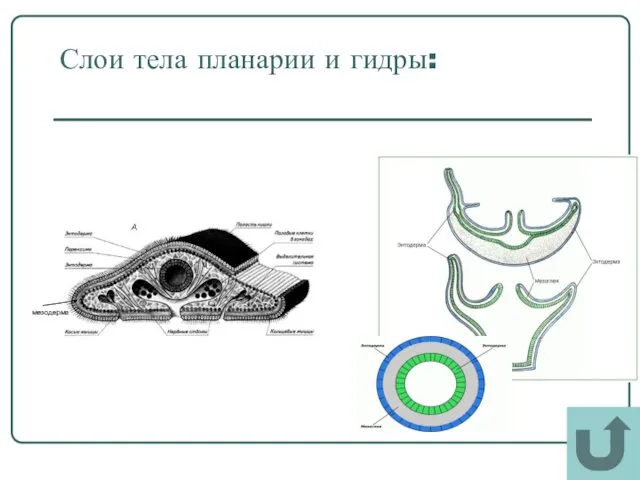 Слои тела планарии и гидры: мезодерма