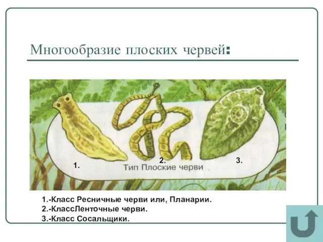 Многообразие плоских червей: 1. 2. 3. 1.-Класс Ресничные черви или, Планарии. 2.-КлассЛенточные черви. 3.-Класс Сосальщики.