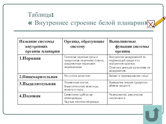 Таблица: « Внутреннее строение белой планарии».