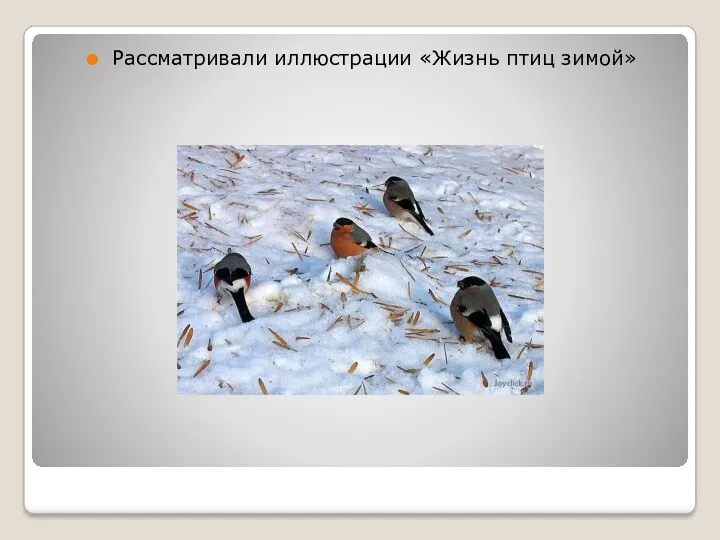 Рассматривали иллюстрации «Жизнь птиц зимой»