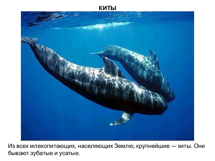 КИТЫ Из всех млекопитающих, населяющих Землю, крупнейшие — киты. Они бывают зубатые и усатые.