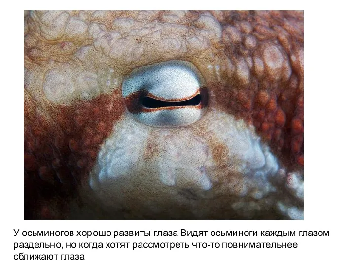 У осьминогов хорошо развиты глаза Видят осьминоги каждым глазом раздельно,