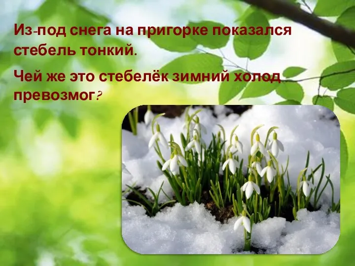 Из-под снега на пригорке показался стебель тонкий. Чей же это стебелёк зимний холод превозмог?