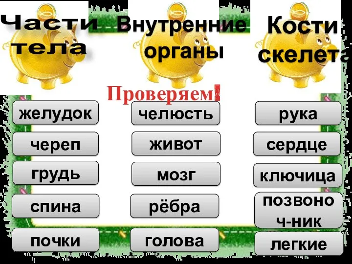 череп грудь спина рука ключица челюсть живот рёбра голова позвоноч-ник желудок сердце почки мозг легкие Проверяем!