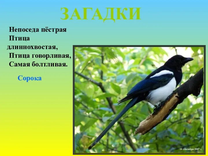 ЗАГАДКИ Непоседа пёстрая Птица длиннохвостая, Птица говорливая, Самая болтливая. Сорока