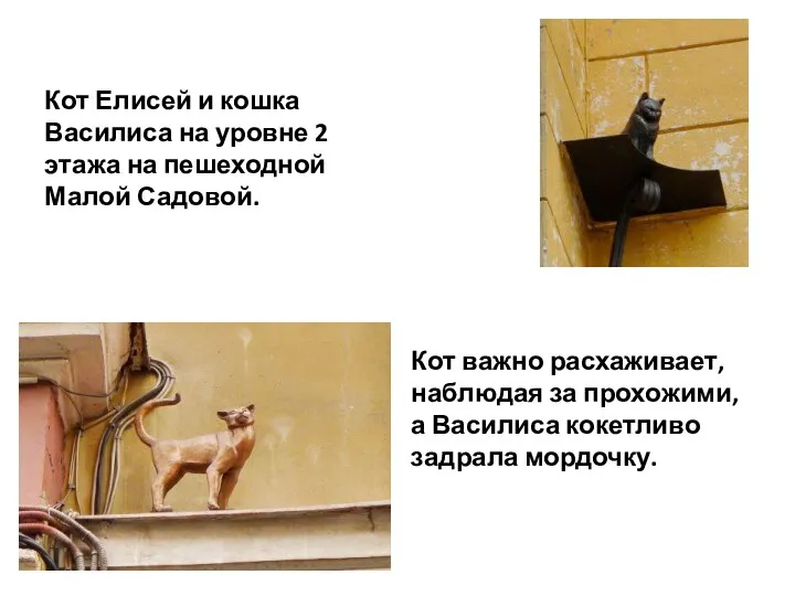 Кот Елисей и кошка Василиса на уровне 2 этажа на пешеходной Малой Садовой.