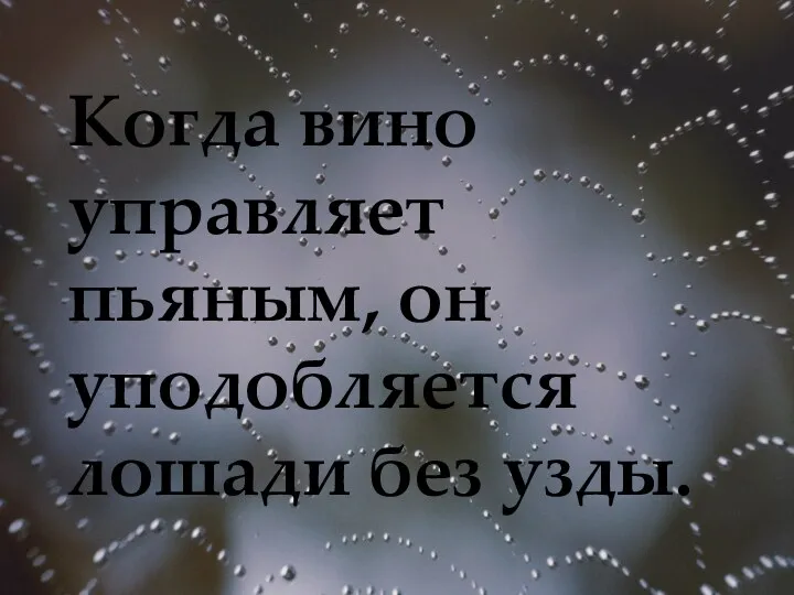 Когда вино управляет пьяным, он уподобляется лошади без узды.