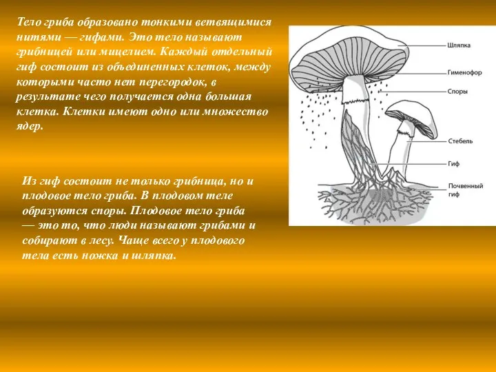 Тело гриба образовано тонкими ветвящимися нитями — гифами. Это тело