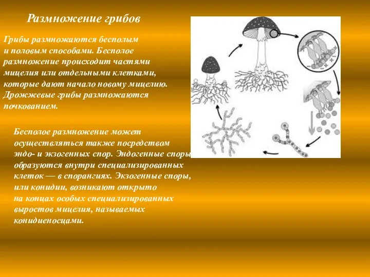 Размножение грибов Грибы размножаются бесполым и половым способами. Бесполое размножение