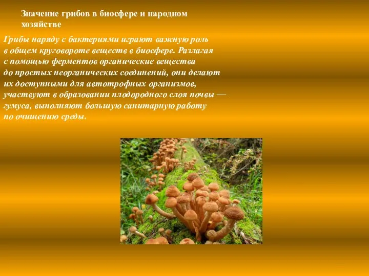 Значение грибов в биосфере и народном хозяйстве Грибы наряду с
