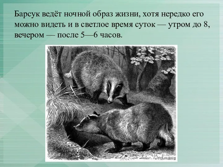 Барсук ведёт ночной образ жизни, хотя нередко его можно видеть и в светлое