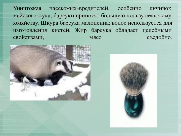 Уничтожая насекомых-вредителей, особенно личинок майского жука, барсуки приносят большую пользу