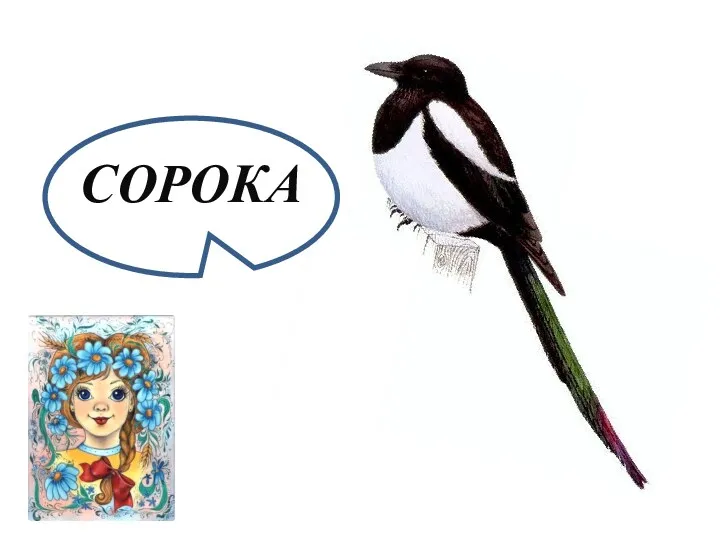 СОРОКА