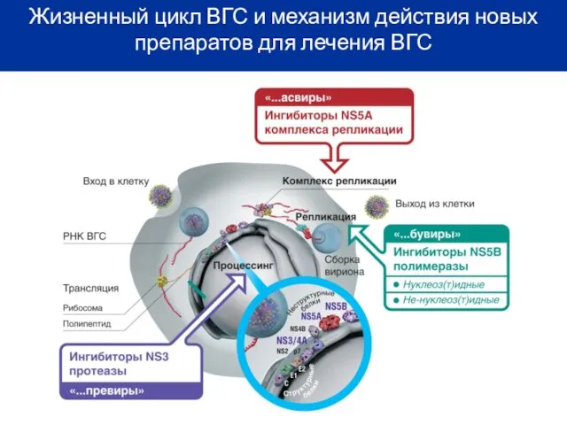 Жизненный цикл ВГС и механизм действия новых препаратов для лечения ВГС