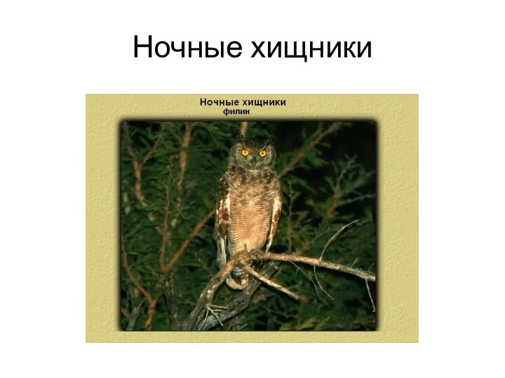 Ночные хищники