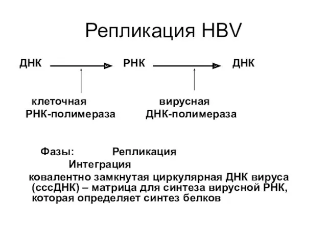 Репликация HBV ДНК РНК ДНК клеточная вирусная РНК-полимераза ДНК-полимераза Фазы: Репликация Интеграция ковалентно