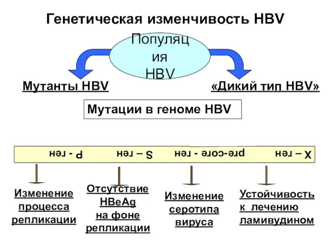 Генетическая изменчивость HBV Мутанты HBV «Дикий тип HBV» Мутации в геноме HBV Х