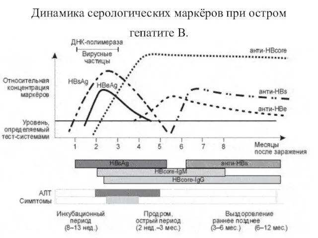 Динамика серологических маркёров при остром гепатите В.