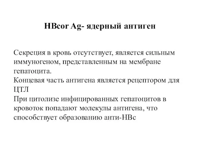 HBcor Ag- ядерный антиген Секреция в кровь отсутствует, является сильным иммуногеном, представленным на