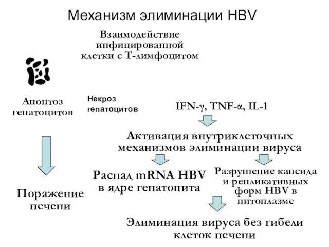 Механизм элиминации HBV Апоптоз гепатоцитов IFN-γ, TNF-α, IL-1 Поражение печени Активация внутриклеточных механизмов