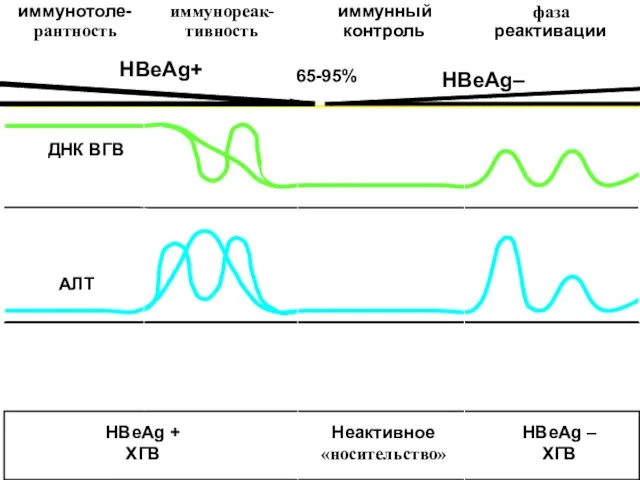 HBeAg+ 65-95% HBeAg–