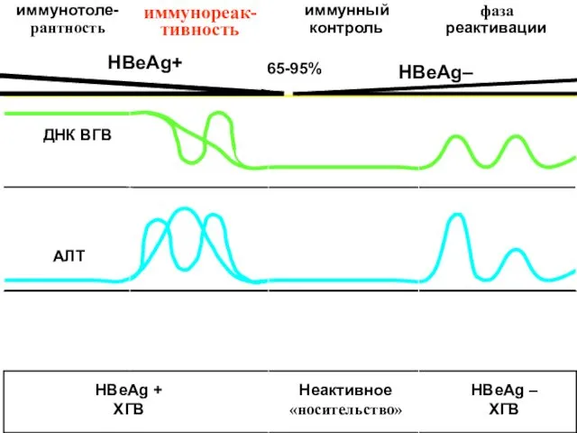 HBeAg+ 65-95% HBeAg–