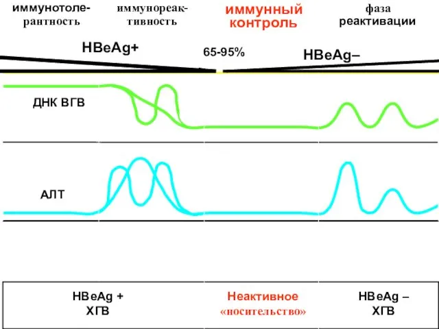 HBeAg+ 65-95% HBeAg–