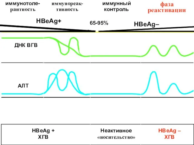 HBeAg+ 65-95% HBeAg–