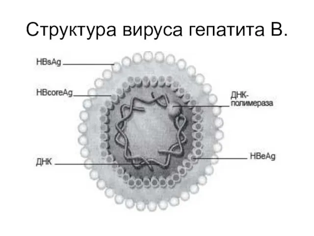 Структура вируса гепатита В.