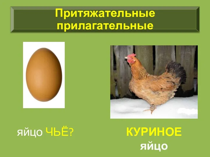 яйцо ЧЬЁ? КУРИНОЕ яйцо