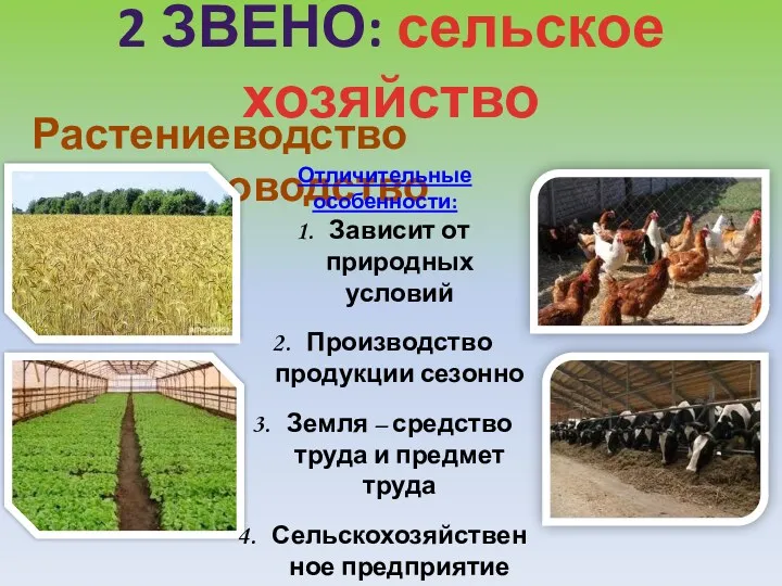 2 звено: сельское хозяйство Растениеводство Животноводство Отличительные особенности: Зависит от природных условий Производство