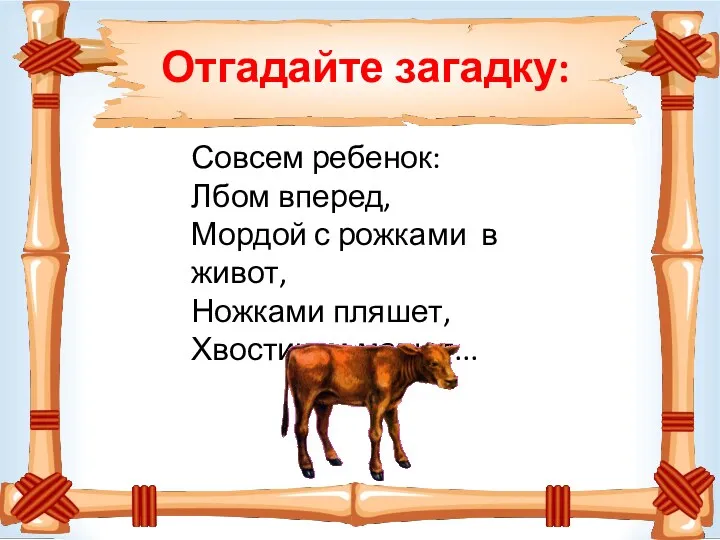 Отгадайте загадку: Совсем ребенок: Лбом вперед, Мордой с рожками в живот, Ножками пляшет, Хвостиком машет...