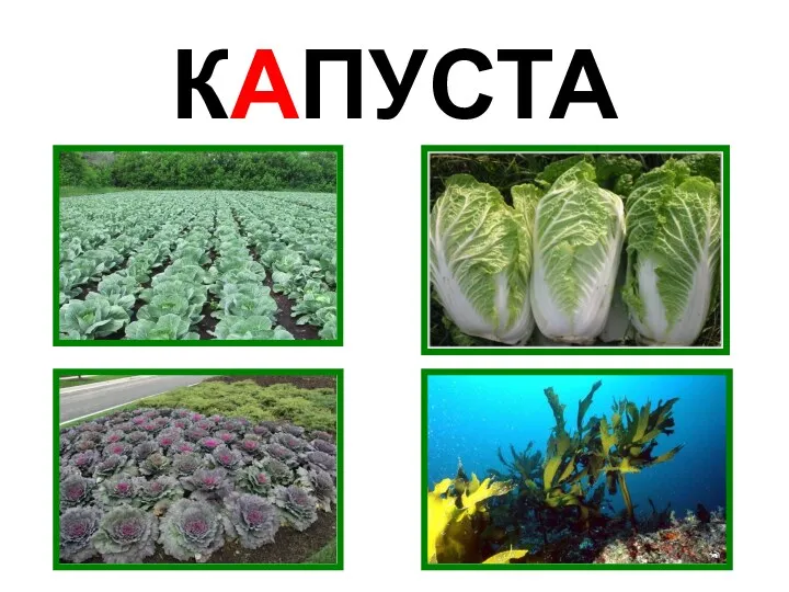 КАПУСТА