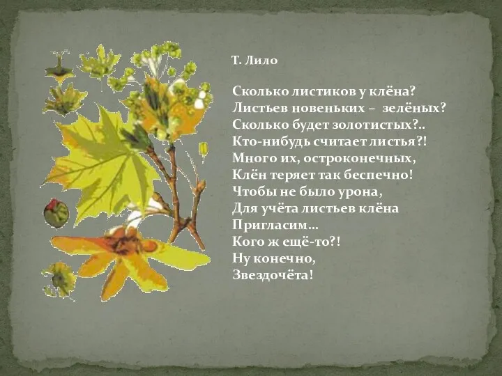 Т. Лило Сколько листиков у клёна? Листьев новеньких – зелёных?