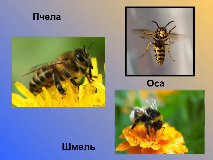 Пчела Оса Шмель