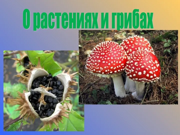 О растениях и грибах