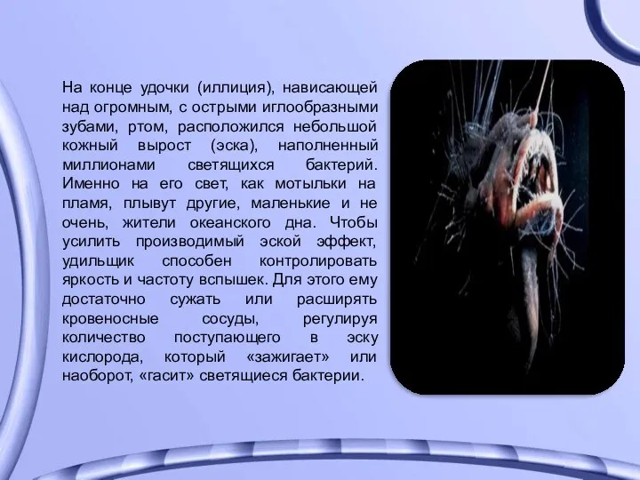 На конце удочки (иллиция), нависающей над огромным, с острыми иглообразными