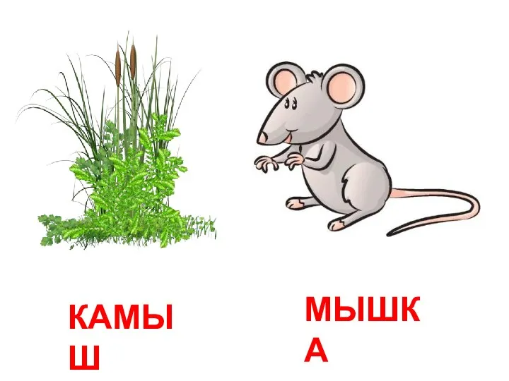 КАМЫШ МЫШКА